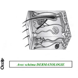 Dossiers Oedip Standard 20 x 12,5 cm par 500